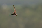 common swift