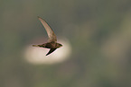 common swift