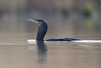 cormorant