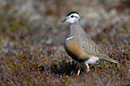 Eurasian dotterel