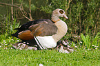 Egyptian geese