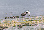common eider ducks