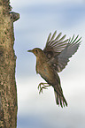 common blackbird