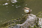 Eurasian dipper