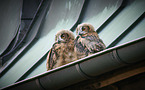 Eurasian Eagle Owls on the roof