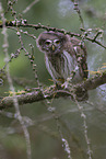 owlet