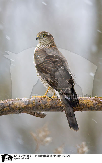 Sperber / sparrowhawk / SO-01553