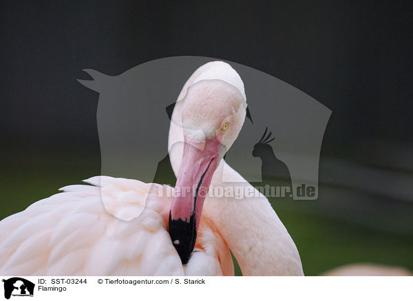 Flamingo / Flamingo / SST-03244