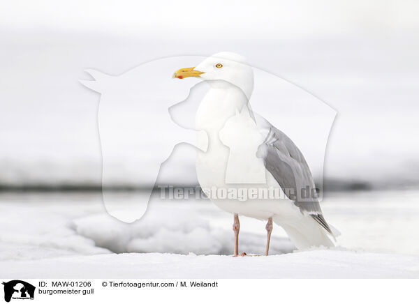 Eismwe / burgomeister gull / MAW-01206