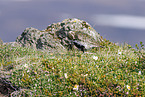 Eurasian golden plover