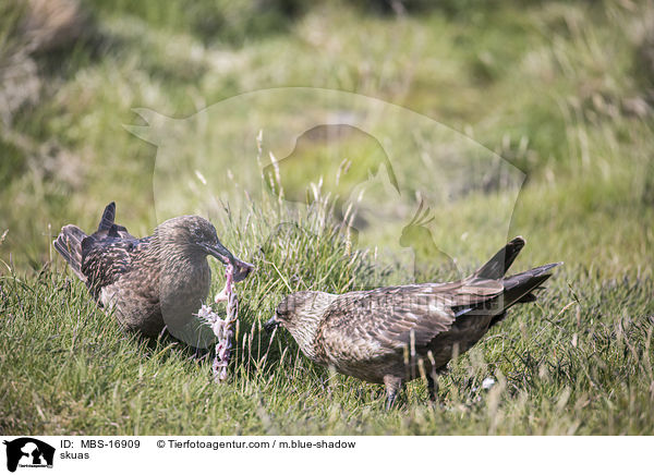 Groe Raubmwen / skuas / MBS-16909