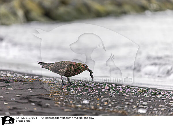 Groe Raubmwe / great Skua / MBS-27021
