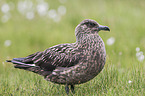 skua