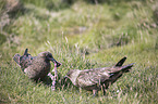 skuas