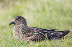 skua