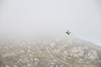 skua