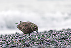 great Skua