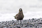 great Skua