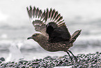 great Skua