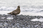 great Skua
