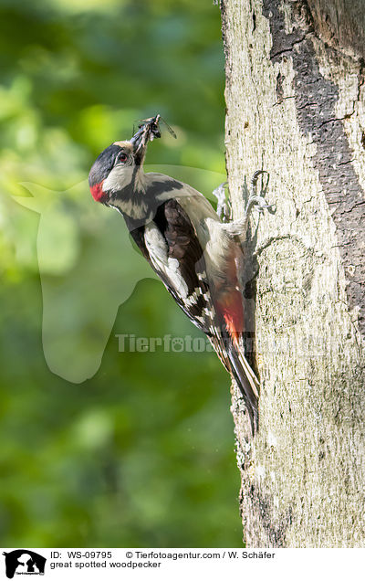 Buntspecht / great spotted woodpecker / WS-09795