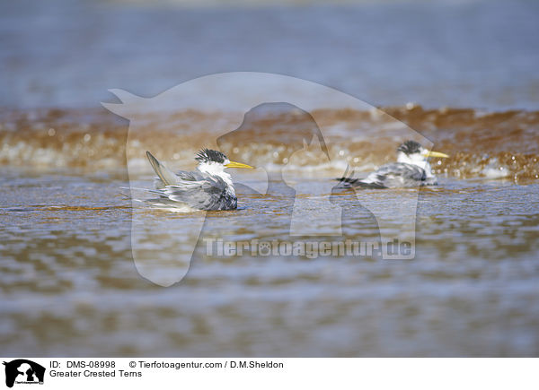 Greater Crested Terns / DMS-08998