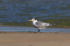 Greater Crested Tern at the Beach