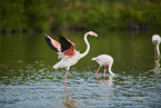 greater flamingos