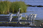 grey heron
