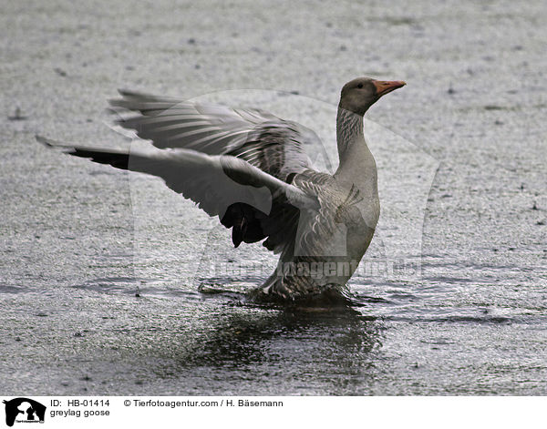 Graugans / greylag goose / HB-01414