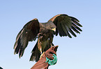 Harris hawk