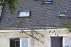 common house martins