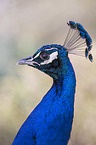 Indian Peafowl