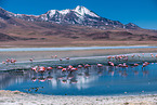 Puna flamingos