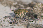 meadow pipit
