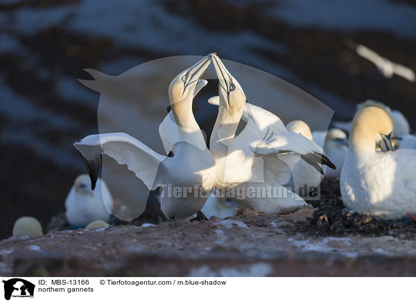 Basstlpel / northern gannets / MBS-13166
