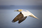 northern gannet