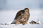 Goshawk in snow