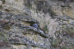 peregrine falcon