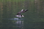 pomarine jaeger