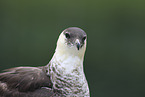 pomarine jaeger