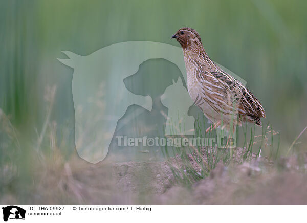Europische Wachtel / common quail / THA-09927