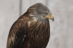 red kite