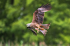 red kite