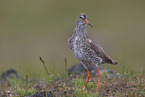 common redshank