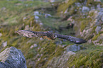 flying Red-tailed Hawk