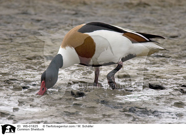 Brandgans / Common Shelduck / WS-01825