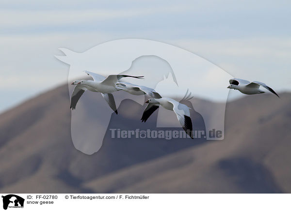 snow geese / FF-02780