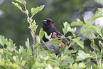 Spotted Towhee