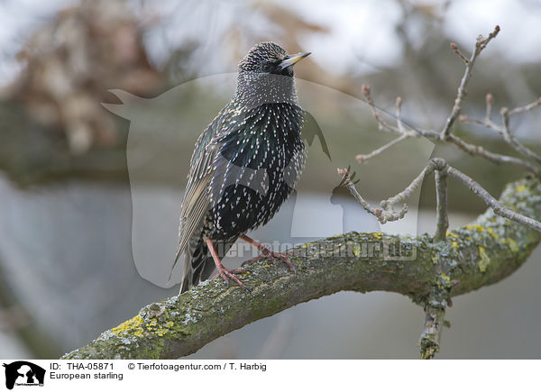 European starling / THA-05871